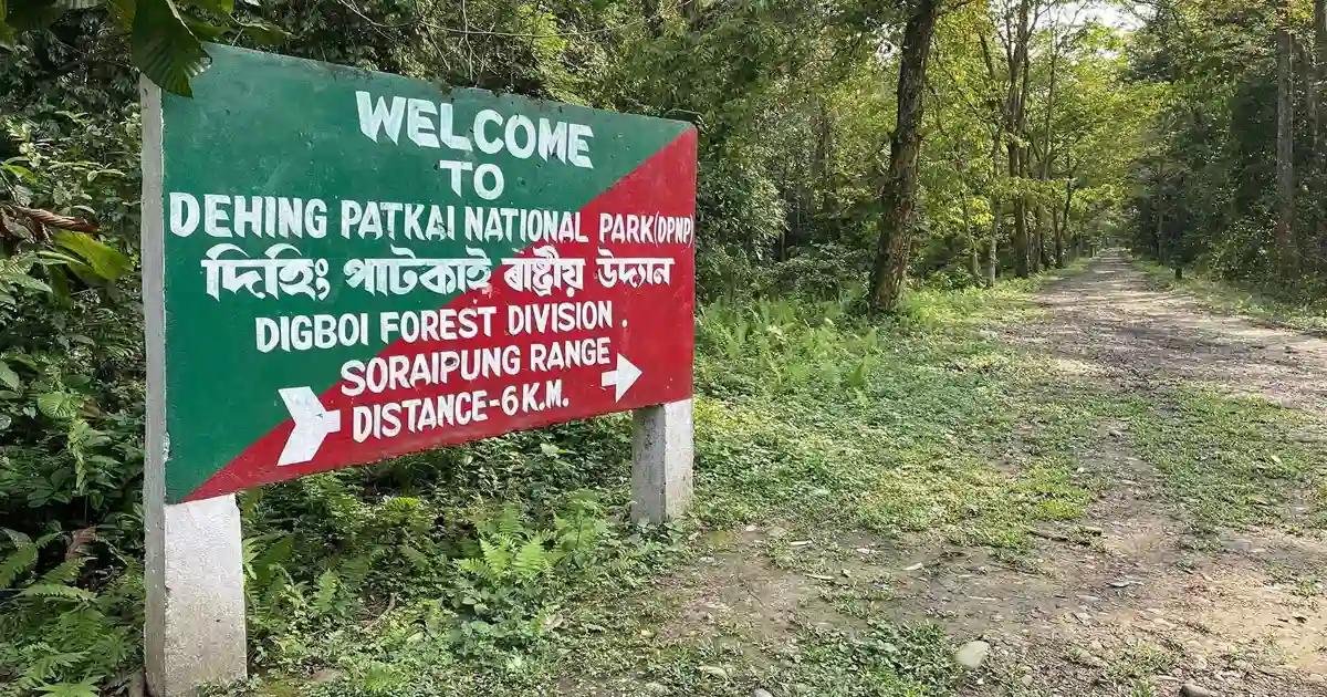 Dehing Patkai National Park: Assam’s Rainforest Treasure