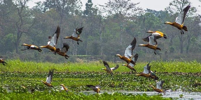 Dibru-Saikhowa National Park: Assam’s Riverine Biodiversity Jewel