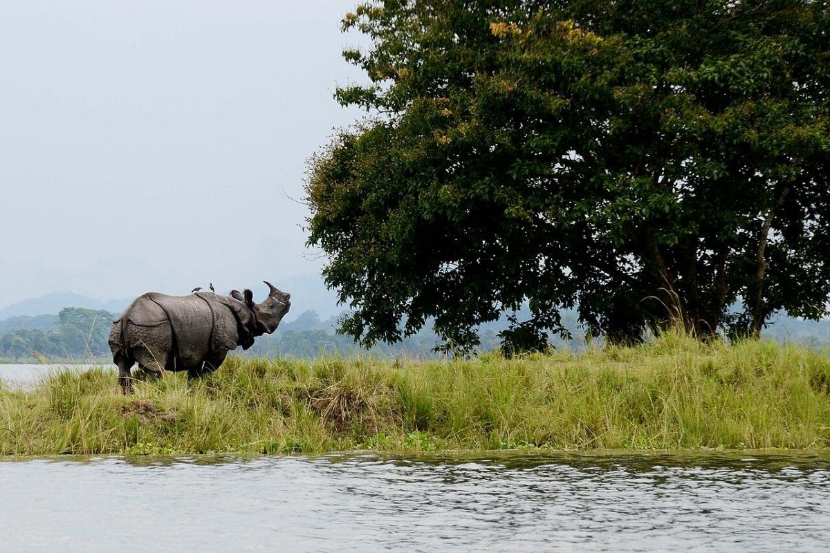Kaziranga National Park: An Iconic Sanctuary of Biodiversity
