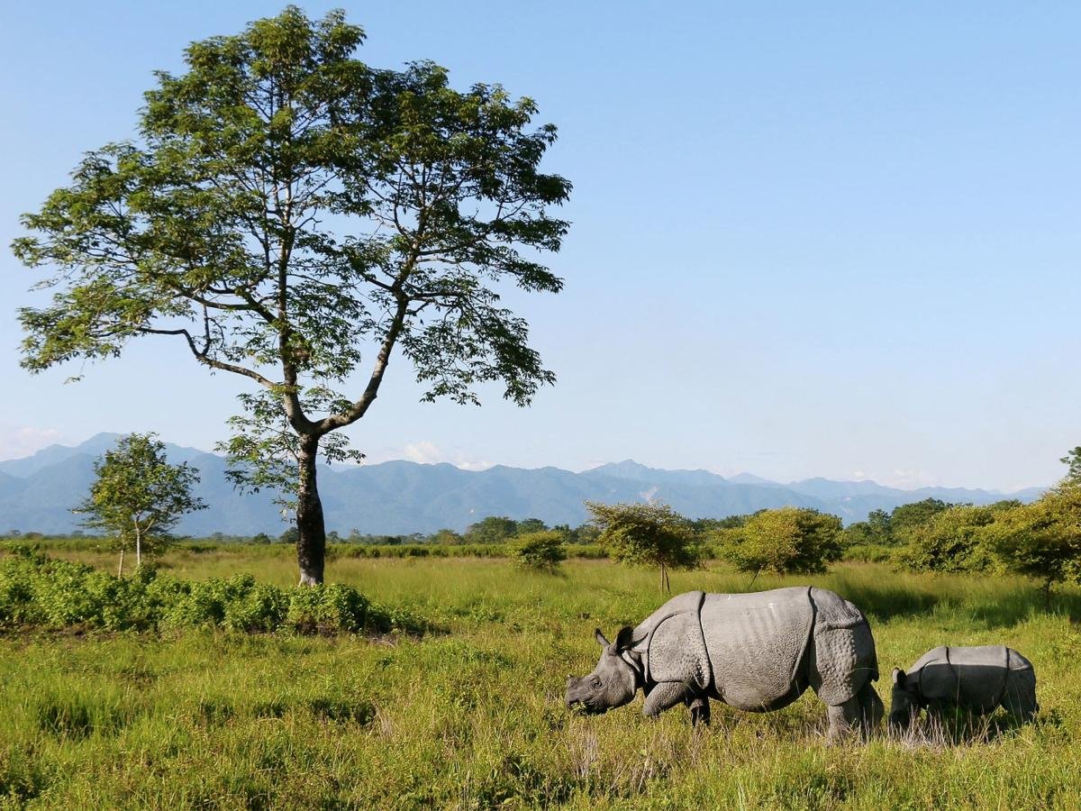 Manas National Park: Assam’s Resurgent Wilderness, A Phoenix of Conservation