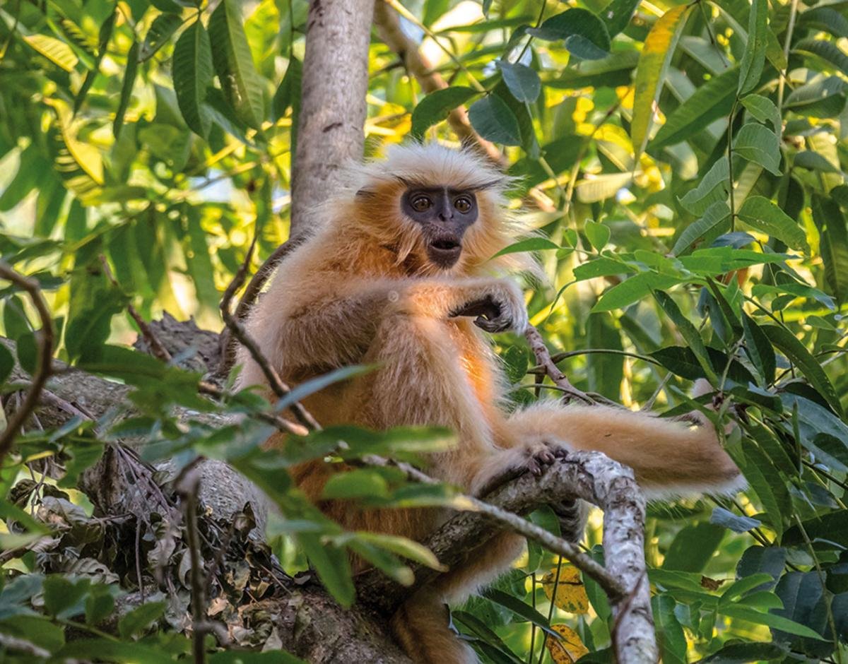 Raimona National Park: Assam’s New Jewel in the Himalayan Foothills